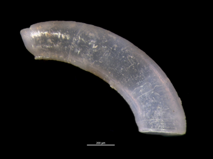 Caecum bucerium Caecum bucerium