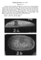 Platella gatunensis Coryell & Fields, 1937 from the original description