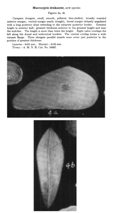 Macrocypris dreikanter Coryell & Fields, 1937 from the original description Macrocypris dreikanter Coryell & Fields, 1937 from the original description