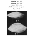 Caribbean Ostracoda