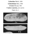 Cythere mylonita Coryell & Fields, 1937 from the original description