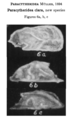 Paracytheridea clara  Coryell & Fields, 1937 from the original description