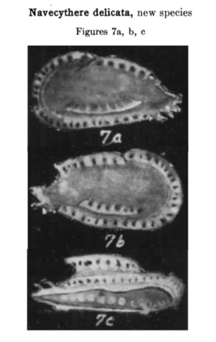 Navecythere delicata Coryell & Fields, 1937 from the original description