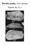 Caribbean Ostracoda