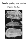 Favella puella Coryell & Fields, 1937 from the original description