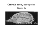 Caribbean Ostracoda