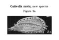 Cativella navis Coryell & Fields, 1937 from the original description
