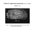 Cythereis rugipunctata gatunensis Coryell & Fields, 1937 from the original description