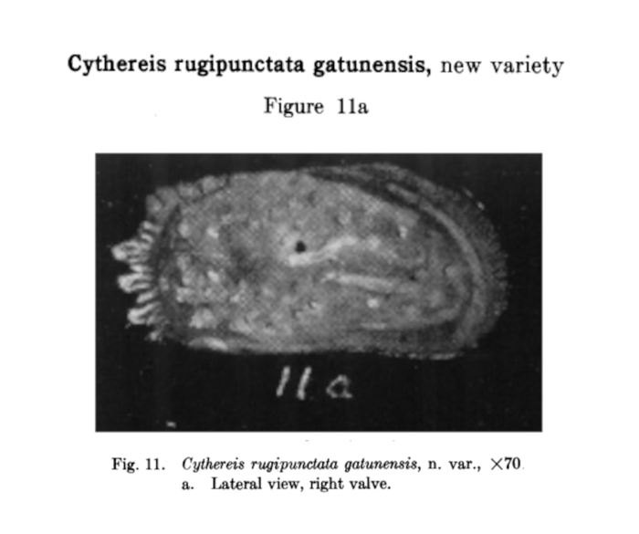 Cythereis rugipunctata gatunensis Coryell & Fields, 1937 from the original description