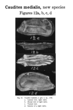 Caudites medialis Coryell & Fields, 1937 from the original description