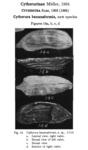 Caribbean Ostracoda