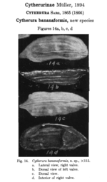 Cytherura bananaformis Coryell & Fields, 1937 from the original description