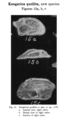 Kangarina quellita Coryell & Fields, 1937 from the original description
