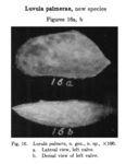 Caribbean Ostracoda