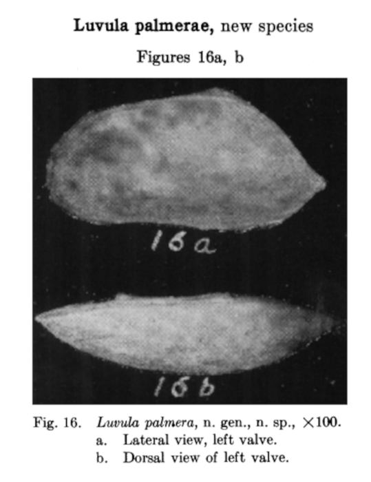 Luvula palmerae Coryell & Fields, 1937 from the original description