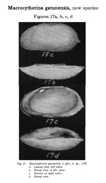 Macrocytherina gatunensis Coryell &amp; Fields, 1937 from the original description