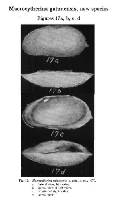 Macrocytherina gatunensis Coryell & Fields, 1937 from the original description