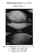 Pellucistoma howei Coryell & Fields, 1937 from the original description