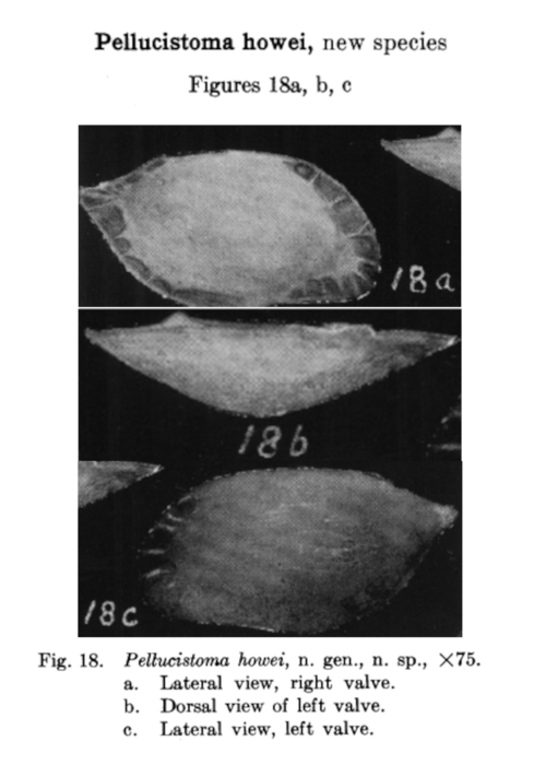 Pellucistoma howei Coryell & Fields, 1937 from the original description