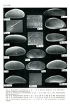 Caribbean Ostracoda