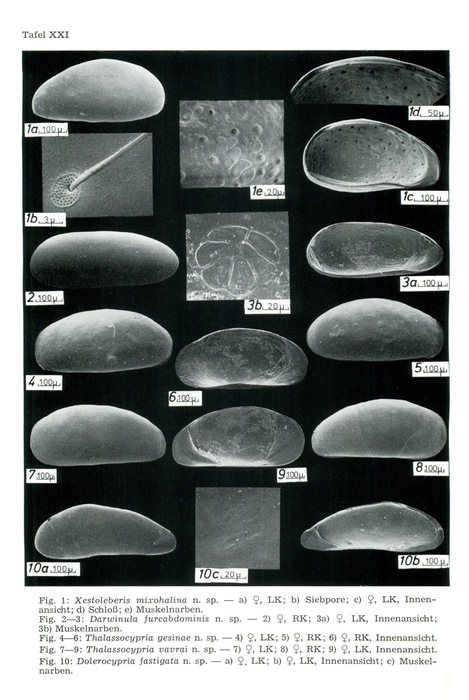 Xestoleberis mixohalina Keyser, 1975, Darwinula furcabdominis Keyser, 1975, Thalassocypria gesinae Keyser, 1975, Thalassocypria vavrai Keyser, 1975 and Dolerocypria fastigata Keyser, 1975 Xestoleberis mixohalina Keyser, 1975, Darwinula furcabdominis Keyser, 1975, Thalassocypria gesinae Keyser, 1975, Thalassocypria vavrai Keyser, 1975 and Dolerocypria fastigata Keyser, 1975