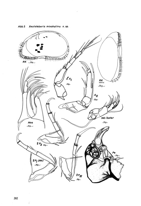 Xestoleberis mixohalina Keyser, 1975 from the original description