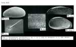 Caribbean Ostracoda