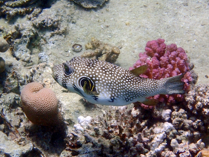 Arothron hispidus Arothron hispidus