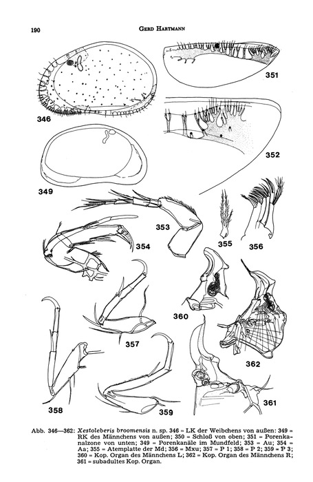 Xestoleberis broomensis Hartmann, 1978 from the original description