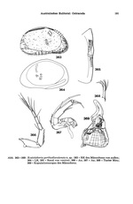 Xestoleberis porthedlandensis Hartmann, 1978 from the original description