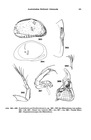 Xestoleberis porthedlandensis Hartmann, 1978 from the original description