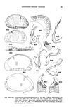 Xestoleberis paraporthedlandensis Hartmann, 1978 from the original description