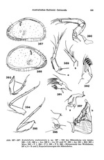 Xestoleberis onslowensis Hartmann, 1978 from the original description