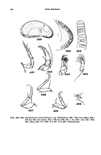 Xestoleberis exmouthensis Hartmann, 1978 from the original description