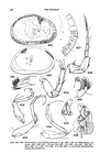 Xestoleberis tantabiddycreekensis Hartmann, 1978 from the original description