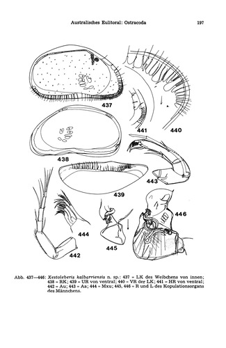 Xestoleberis kalbarriensis Hartmann, 1978 from the original description