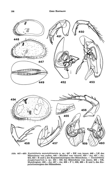 Xestoleberis saxumchinensis Hartmann, 1978 from the original description