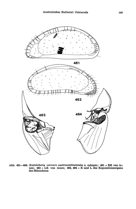 Xestoleberis chilensis austrocontinentalis Hartmann, 1978 from the original description