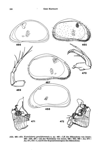 Xestoleberis geraldtonensis Hartmann, 1978 from the original description