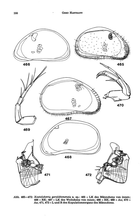 Xestoleberis geraldtonensis Hartmann, 1978 from the original description