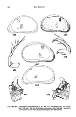 Xestoleberis geraldtonensis Hartmann, 1978 from the original description