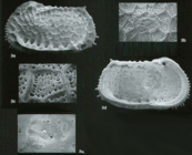 Bradleya perforata Jellinek & Swanson, 2003: Holotype (Ilustration from the original description)
