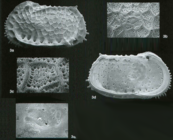 Holotype of Bradleya perforata Jellinek & Swanson, 2003 (Ilustration from the original description)