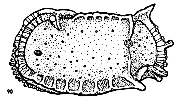 Holotype of Bradleya proarata Hornibrook, 1952 (Ilustration from the original description)