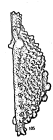 Holotype of Bradleya reticlava Hornibrook, 1952 (Ilustration from the original description)