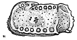Holotype of Bradleya semiarata Hornibrook, 1952 (Ilustration from the original description)