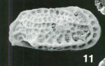 Bradleya regularis McKenzie, Reyment & Reyment, 1991: Holotype (Ilustration from the original description)