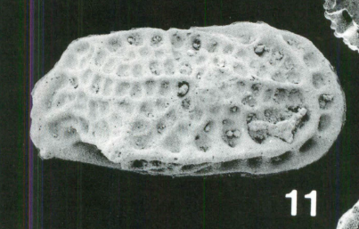 Holotype of Bradleya regularis McKenzie, Reyment & Reyment, 1991 (Ilustration from the original description)