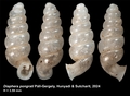 Holotype of Diaphera pongrati Páll-Gergely, Hunyadi & Sutcharit, 2024