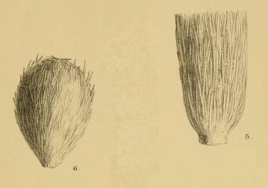 Technitella melo Norman, 1878